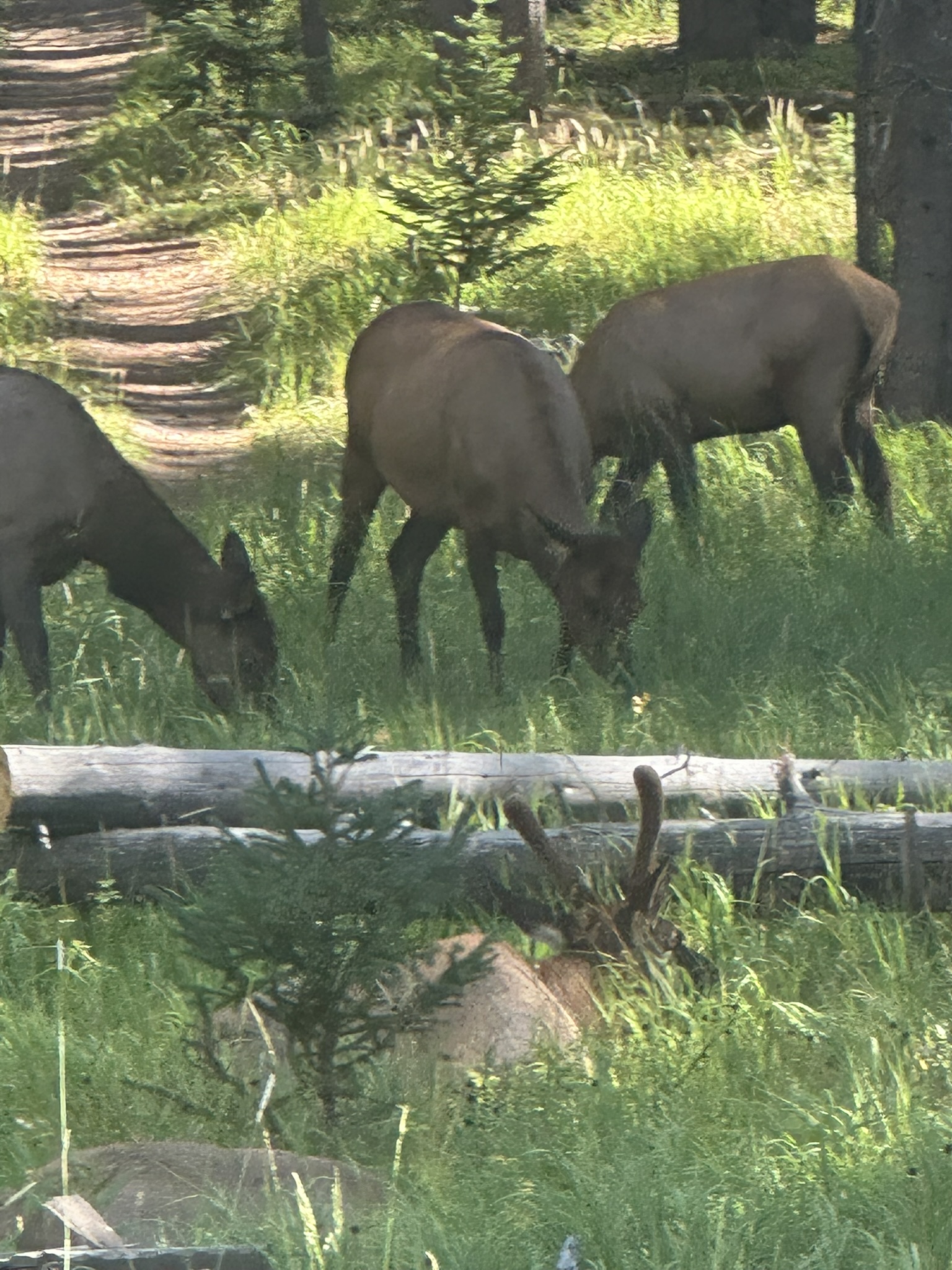 Yellowstone And Grand Teton National Parks - Image 1478